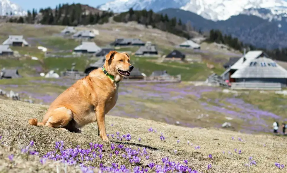 Izkušnje potovanja z avtomobilom po Sloveniji