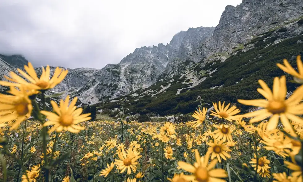 Slovaška Vinjeta: Pot do potovalnih priložnosti