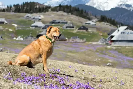 Zkušenosti z cestování autem po Slovinsku