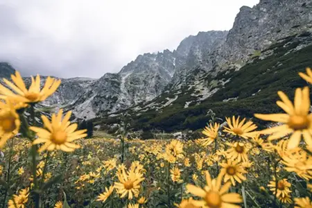 Slovakça Vi̇nyet: Seyahat fırsatlarına giden yol